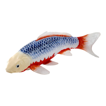 Mojo Farmland Koi carp - Asagi Koi (blue red) 381100