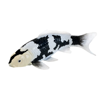 Mojo Farmland Koi Carp - Shiro Utsuri Koi (black and white) 381102