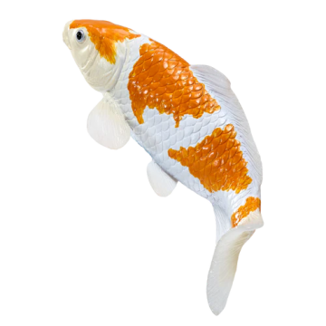 Mojo Farmland Koi Carp - Ochiba Shigure Koi (Gold white) 381104