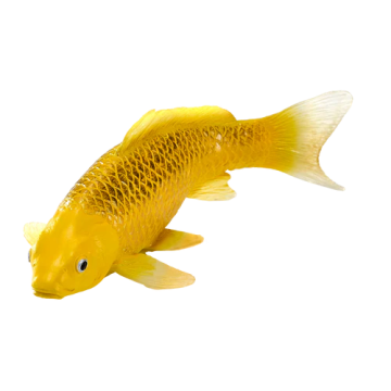 Mojo Farmland Koi Carp - Kin Matsuba Koi (Gold-coloured) 381105