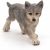 Papo Wild Life Grey wolf cub 50162 