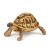 Papo Wild Life Hermann's tortoise 50264