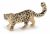 Papo Wild Life Snow leopard 50160 