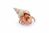 Papo Wilf Life Hermit crab 56054