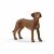 Schleich Farm World 13895 Rhodesian Ridgeback dog