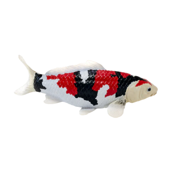 Mojo Farmland Koi Carp - Showa Sanshoku Koi (tricolour) 381103